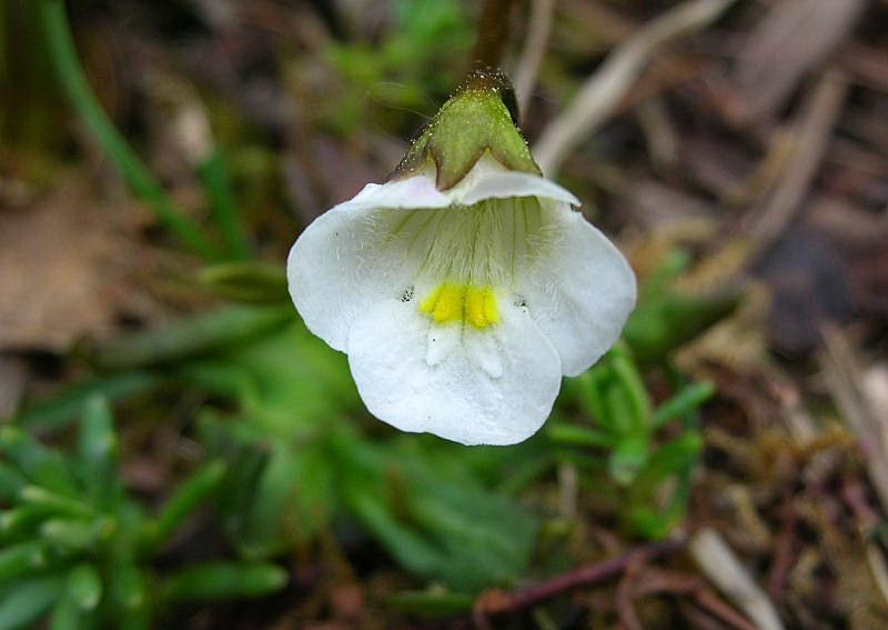 Pinguicula alpina / Erba unta bianca